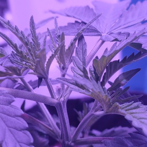 Gelato 41 fast growlog timeline photo