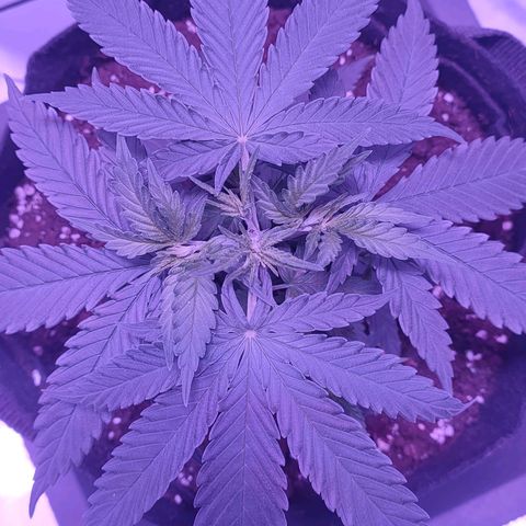 Gelato 41 fast growlog timeline photo