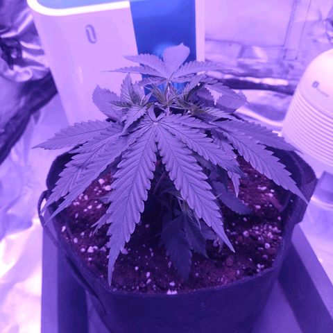 Gelato 41 fast growlog timeline photo