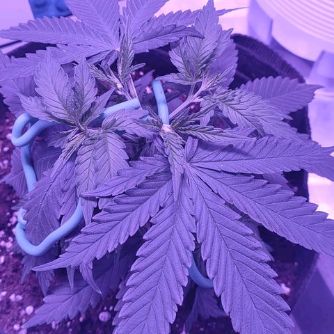 Gelato 41 fast growlog timeline photo