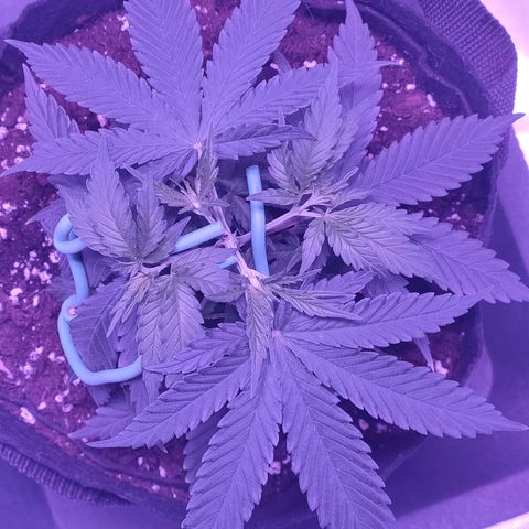 Gelato 41 fast growlog timeline photo
