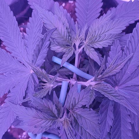 Gelato 41 fast growlog timeline photo