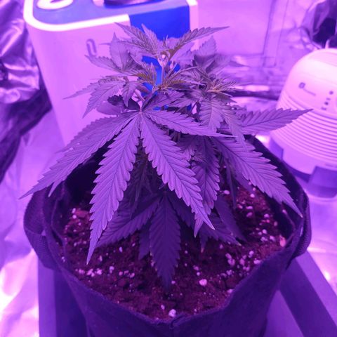 Gelato 41 fast growlog timeline photo