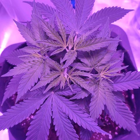 Gelato 41 fast growlog timeline photo