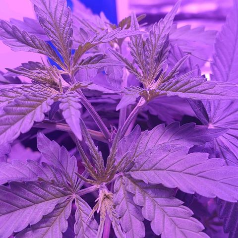 Gelato 41 fast growlog timeline photo