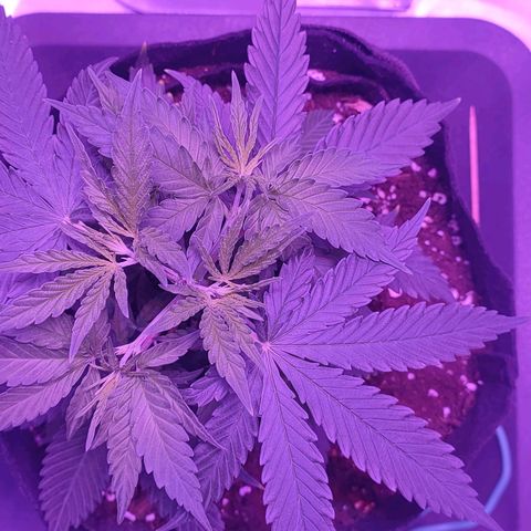 Gelato 41 fast growlog timeline photo