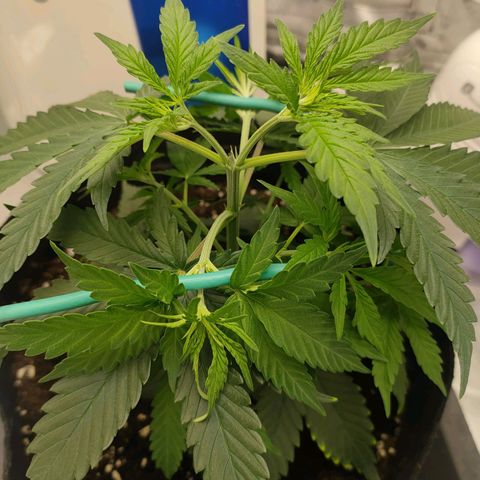 Gelato 41 fast growlog timeline photo
