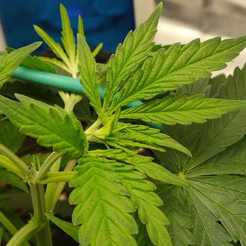 Gelato 41 fast growlog timeline photo