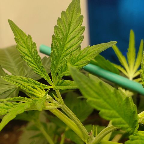 Gelato 41 fast growlog timeline photo