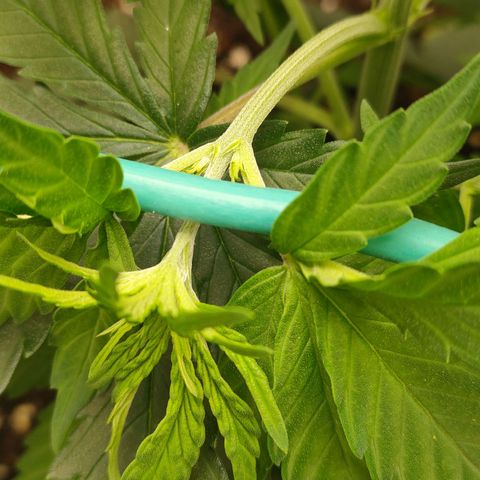 Gelato 41 fast growlog timeline photo