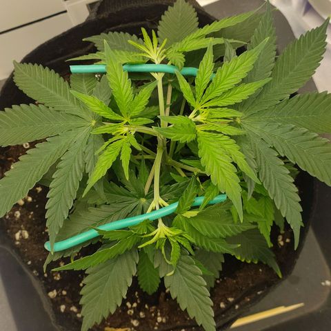 Gelato 41 fast growlog timeline photo