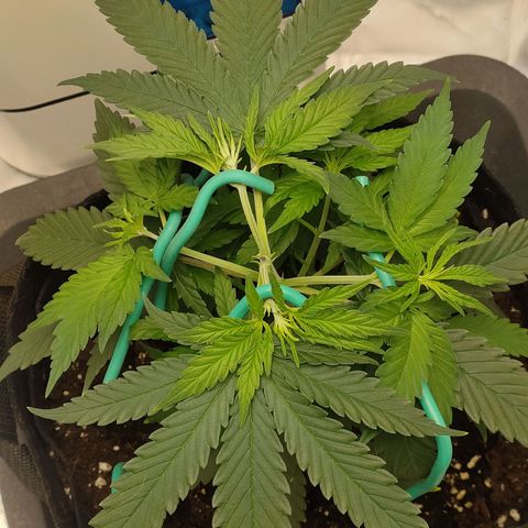 Gelato 41 fast growlog photo: Altro LST