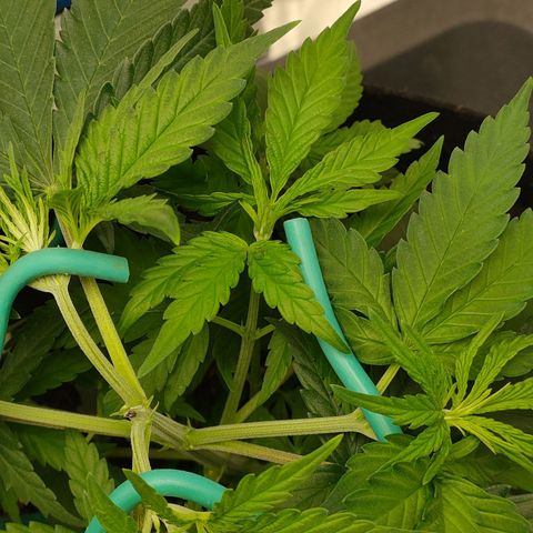 Gelato 41 fast growlog photo: Altro LST