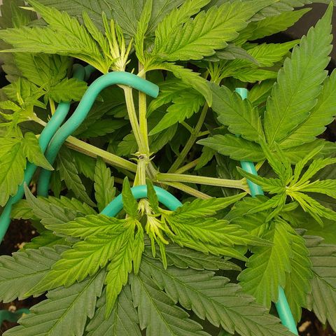 Gelato 41 fast growlog photo: Altro LST