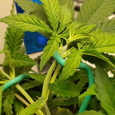 Gelato 41 fast growlog timeline photo