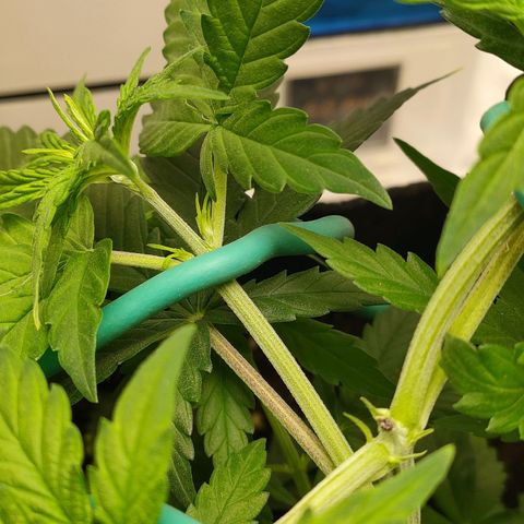 Gelato 41 fast growlog timeline photo