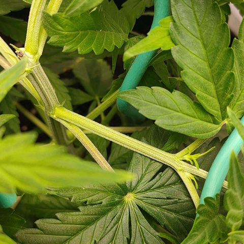 Gelato 41 fast growlog timeline photo