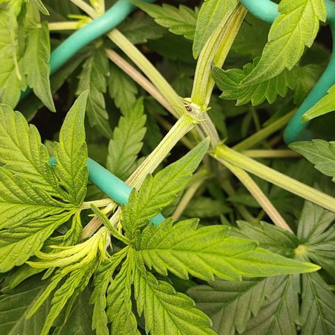 Gelato 41 fast growlog timeline photo