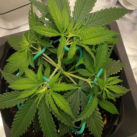 Gelato 41 fast growlog timeline photo