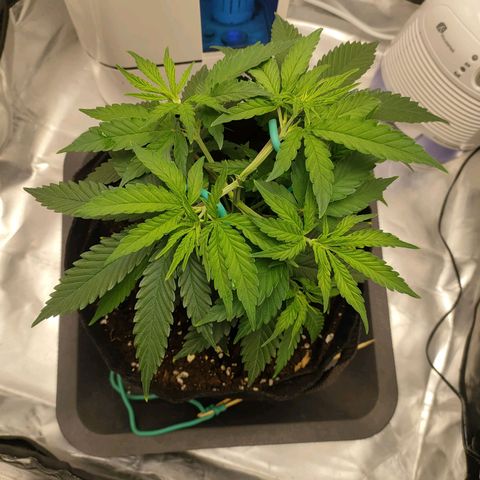 Gelato 41 fast growlog timeline photo
