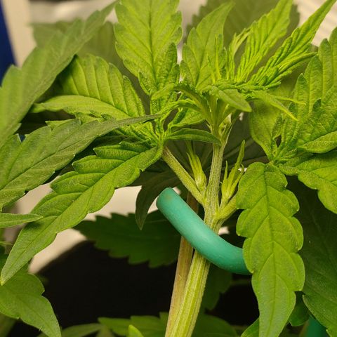 Gelato 41 fast growlog timeline photo