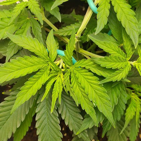 Gelato 41 fast growlog timeline photo