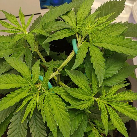 Gelato 41 fast growlog timeline photo