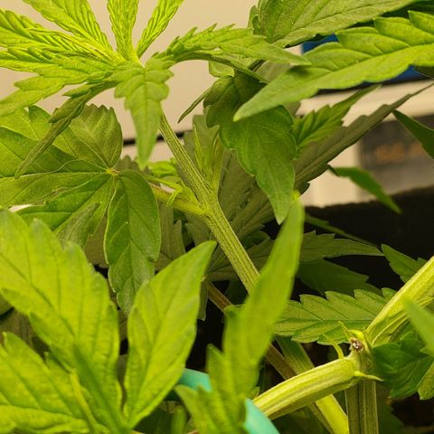 Gelato 41 fast growlog timeline photo