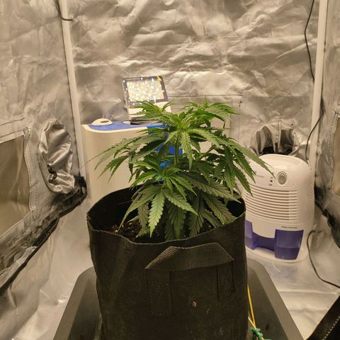 Gelato 41 fast growlog timeline photo