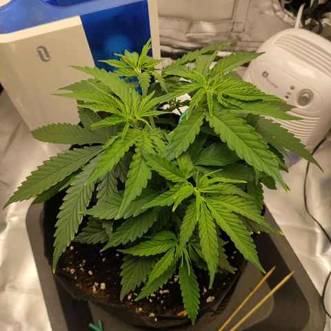 Gelato 41 fast growlog timeline photo