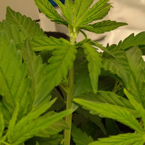 Gelato 41 fast growlog timeline photo