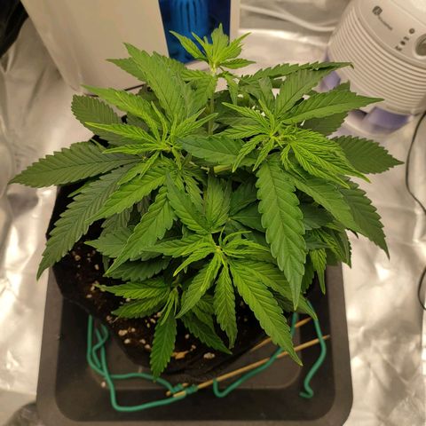 Gelato 41 fast growlog timeline photo