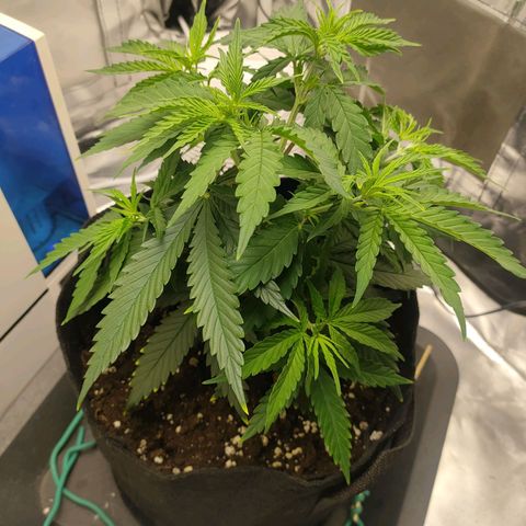 Gelato 41 fast growlog timeline photo