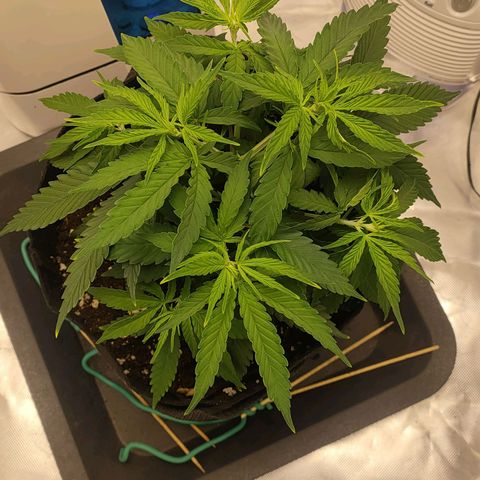 Gelato 41 fast growlog timeline photo