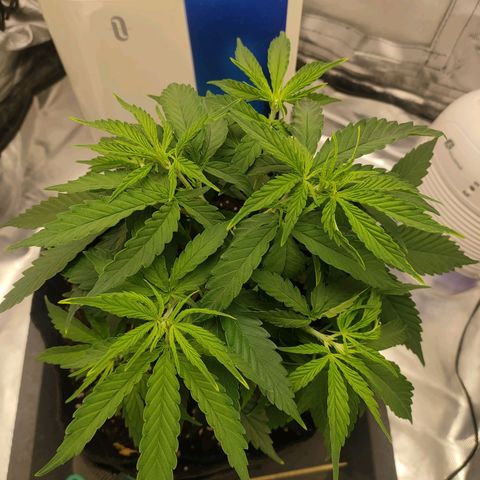 Gelato 41 fast growlog timeline photo