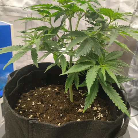 Gelato 41 fast growlog timeline photo