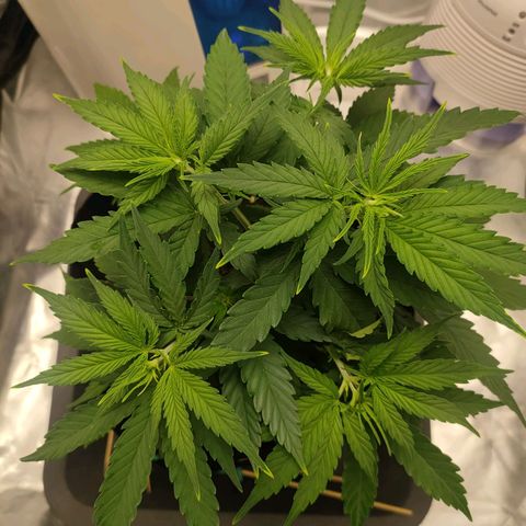Gelato 41 fast growlog timeline photo