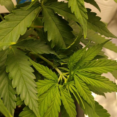 Gelato 41 fast growlog timeline photo