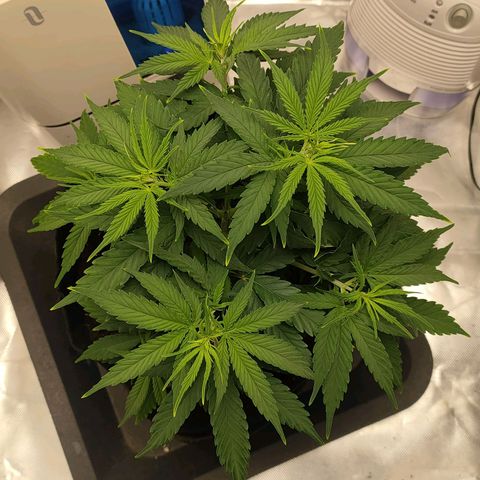 Gelato 41 fast growlog timeline photo