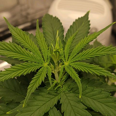 Gelato 41 fast growlog timeline photo