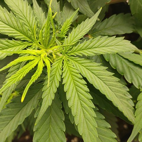 Gelato 41 fast growlog timeline photo