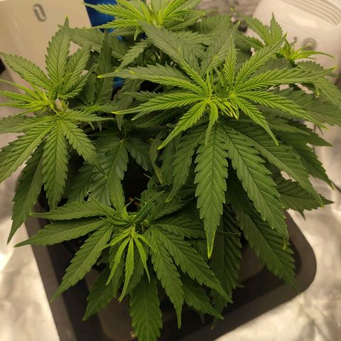 Gelato 41 fast growlog timeline photo