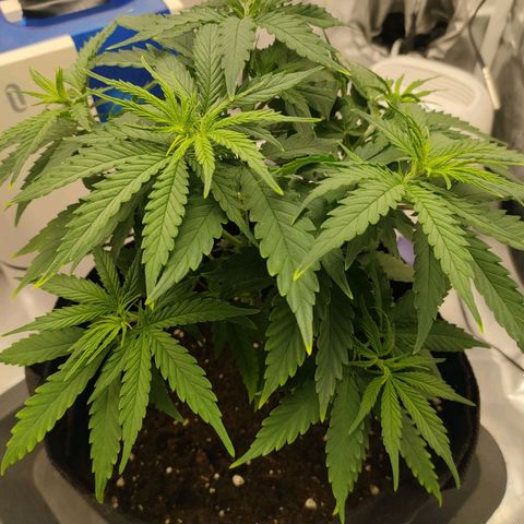 Gelato 41 fast growlog timeline photo