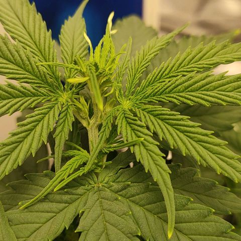 Gelato 41 fast growlog timeline photo