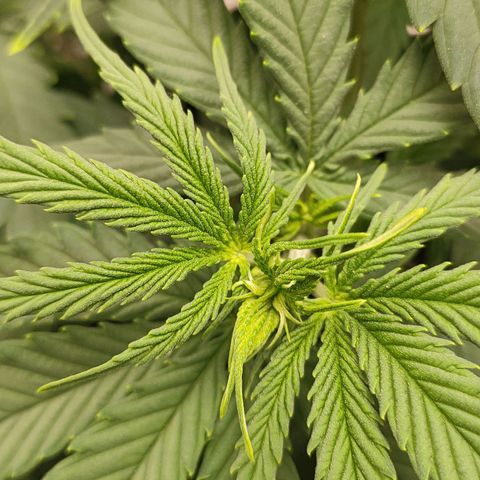 Gelato 41 fast growlog timeline photo