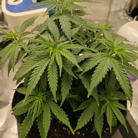 Gelato 41 fast growlog timeline photo