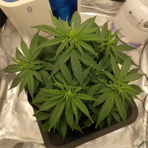 Gelato 41 fast growlog timeline photo