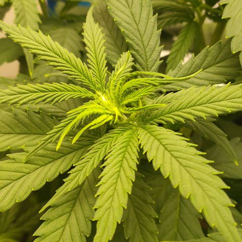 Gelato 41 fast growlog timeline photo