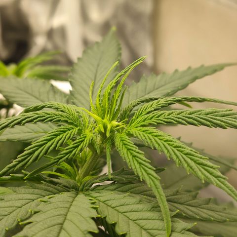 Gelato 41 fast growlog timeline photo