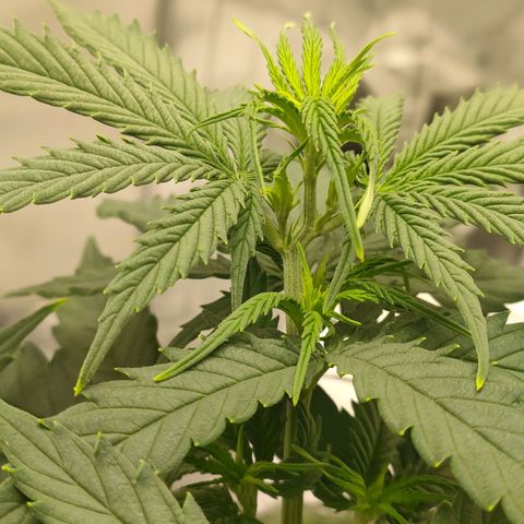 Gelato 41 fast growlog timeline photo